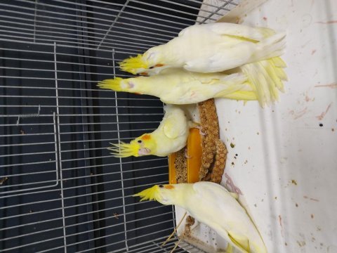 45 günlük el besleme sultan papağanı bebekler