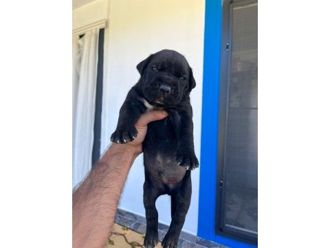 Özel renklere sahip cane corso yavrular