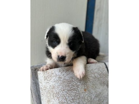 Zeka küpü border collie yavru