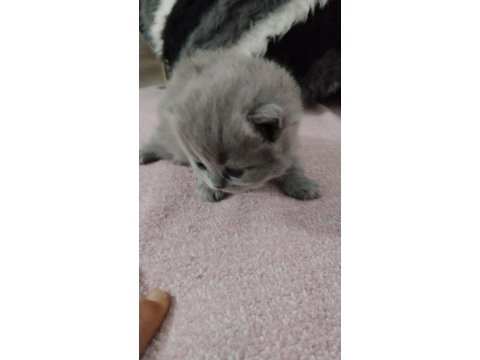 Yavru british shorthair