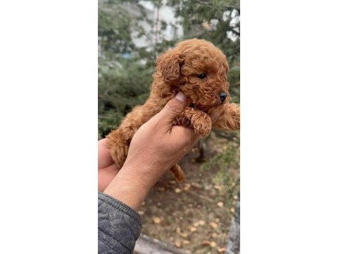 Toy poodle daha uygunu yok
