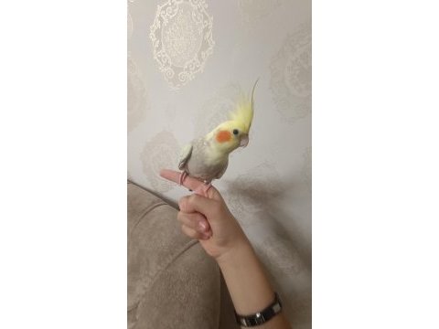 Sultan papağanı yaninda kafes ve 5 kilo yem ve arac gerec