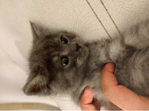 British longhair yavru