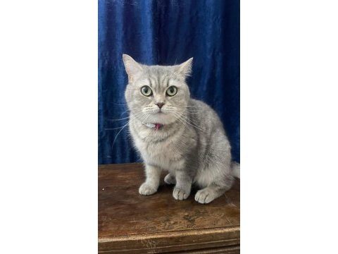 2 yaşında british shorthair sahiplendirme