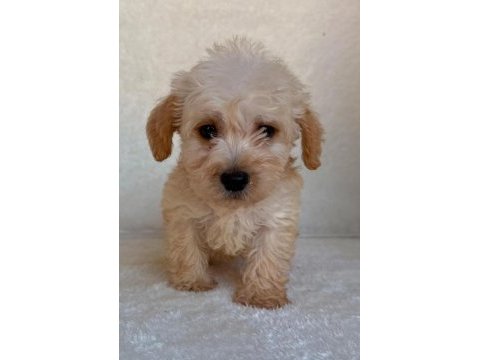 Maltipoo çok sevimli yavrularım