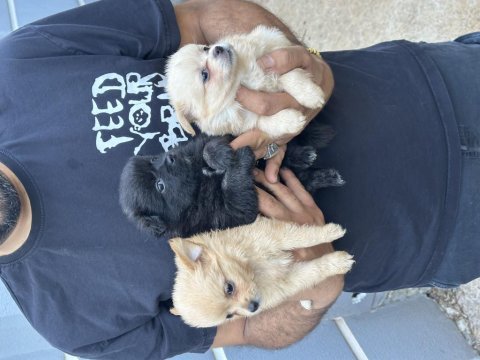 A kalite sağlıklı uygun pomeranian