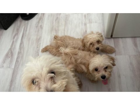 Sağlık ve ırk garantili maltipoo