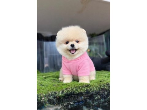 Pomeranian yavrularımız gelmiştir