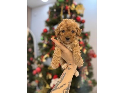 Minik maltipoo bebeklerim