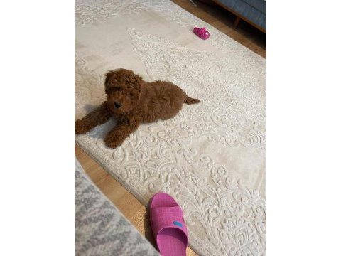 Erkek dişi toy poodle yavrular