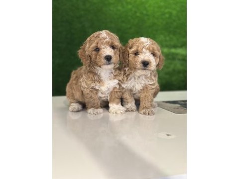 Üst kalite maltipoo