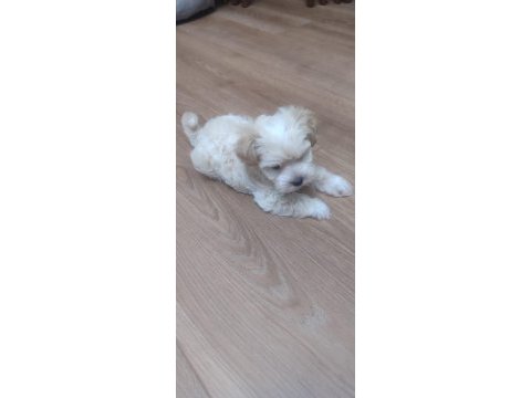 Sevimli maltese yavrusu