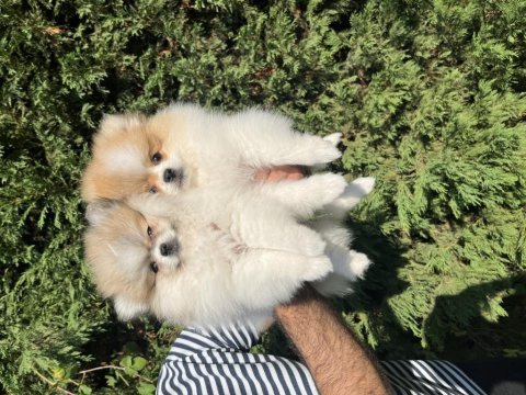 Ayı surat pomeranian boo kaliteli yavrular