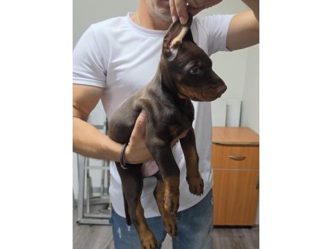 Doberman şecereli