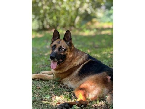 Şecereli alman çoban köpeği