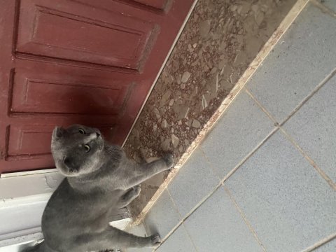 1 yaşında alışkın ısırma huyu yoktur kendini sevdirir