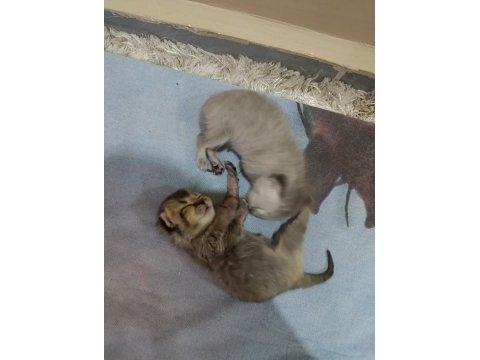 British shorthair kedimize güzel bir aile arıyoruz
