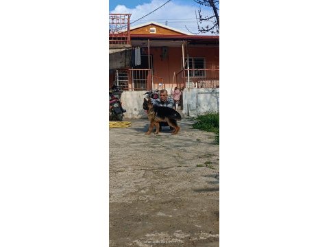 Şecereli 6 aylık dişi alman kurdu