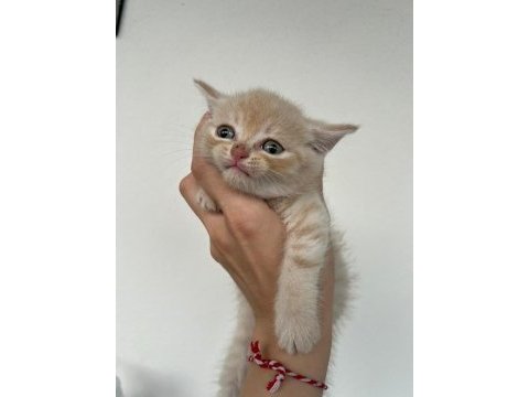 Scottish fold golden yavru