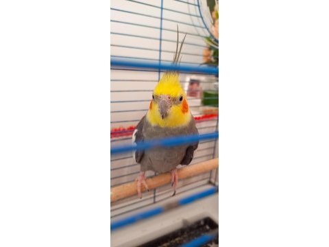 Hazır damızlık çift sultan papağanı