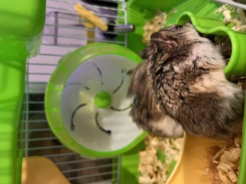 Çift gonzales hamster