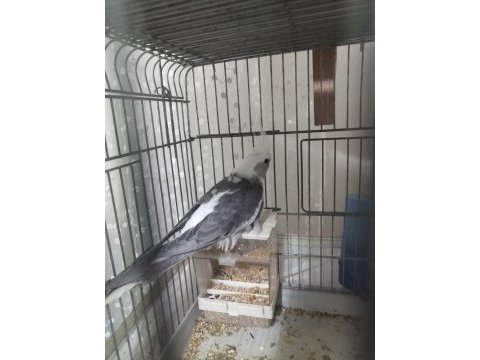 5 adet sultan çift katlı kafes ve eşyalarıyla