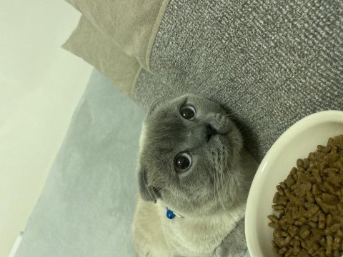 2,5 yaşında erkek scottish fold