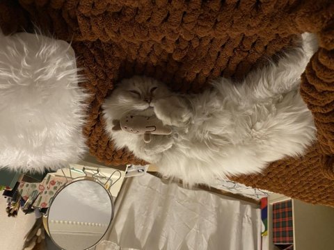 British longhair 1,5 yaşında