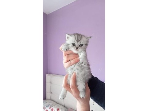 Son erkek silver british shorthair