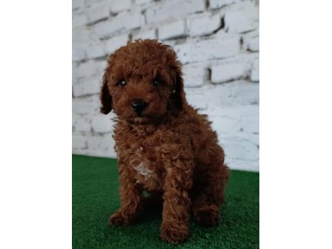 Toy poodle yavrumuz