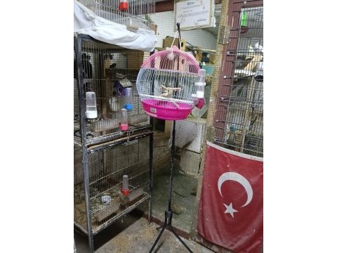 Erkek kanarya