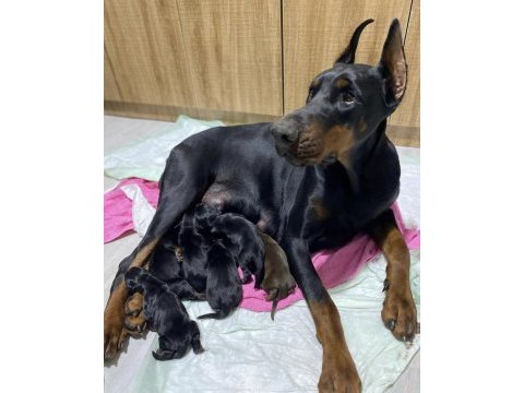 A kalite şecereli king doberman son 2 yavrumuz