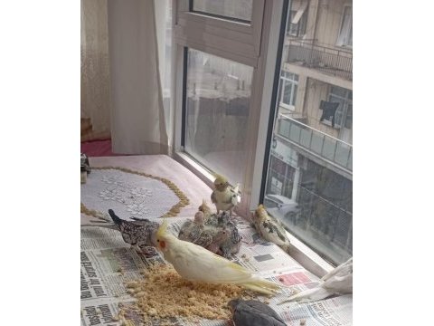 Ele alışık pied grey lutino sultanlar el besleme