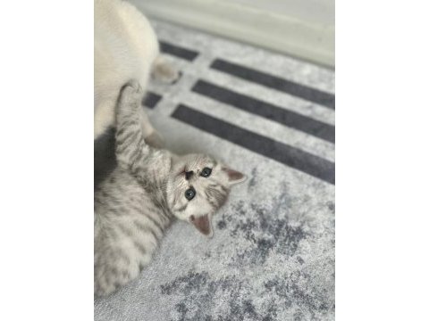 British shorthair bebeğimiz sahiplendirilecektir.