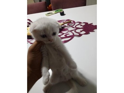 2 aylık iki kardeş scottish fold yeni yuvasını arıyor