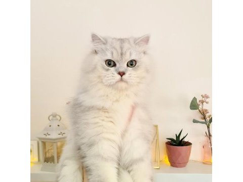 Uyguna british longhair 7 aylık erkek kedim