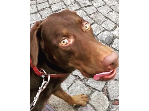 2,5 yaşında kısır erkek chocolate labrador