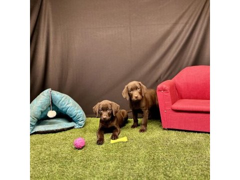 Harika labrador retriever yavruları