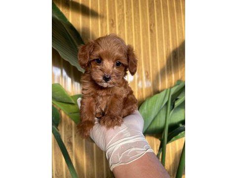 Maltipoo bebekler referans yavru