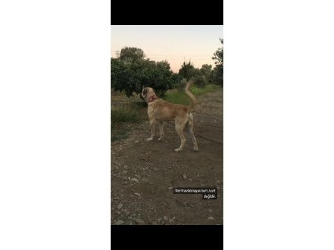 Anadolu çoban köpeği kangal