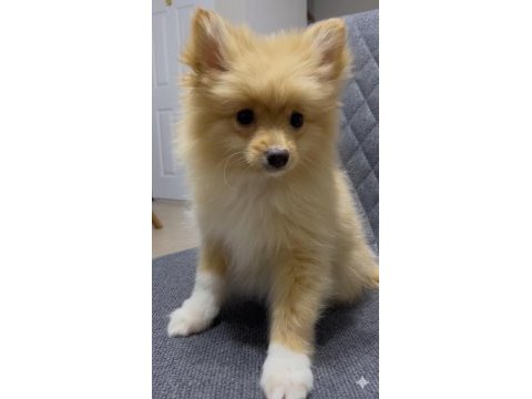 Erkek yavru pomeranian