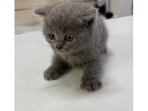 Çok sağlıklı british shorthair