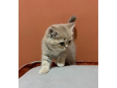 British shorthair yavru ay12 şecereli baba bursa