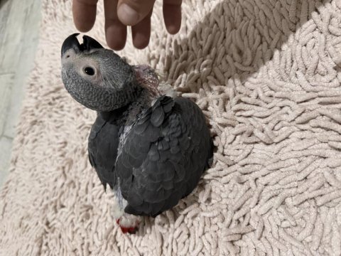 El büyütmesi yerli üretim jako papağanı