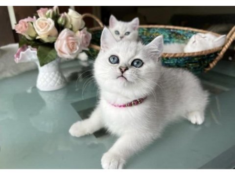 British shorthair yavrularımız 