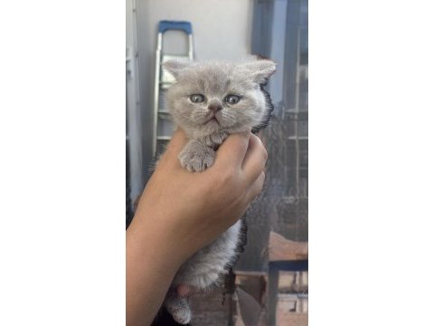 Son kalan yavru british shorthair