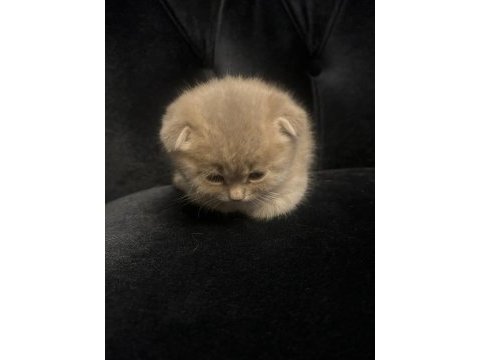 55 günlük scottish fold yavrularımız
