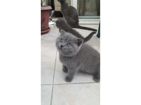 Scottish fold ve british shorthair yavrularımız