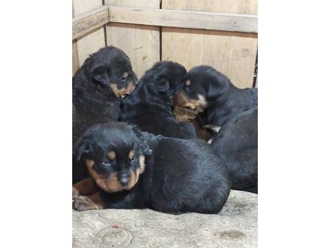 Macar koca kafa rottweiler yavruları