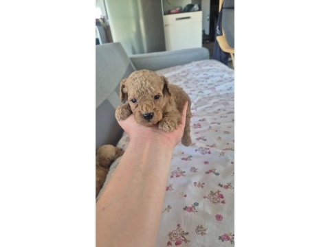 Tatlı kucuk poodle mınıkler
